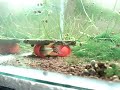 Apistogramma cacatuoides spawning