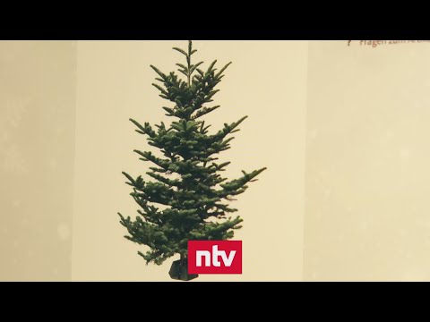 Online-Weihnachtsbume berzeugen nicht immer | n-t ...