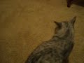 mr. jinx and ella the pit bull mix playing.  this cat is fearless and plays like a dog.  they haven'tbroken skin yet, so i think they're having fun.