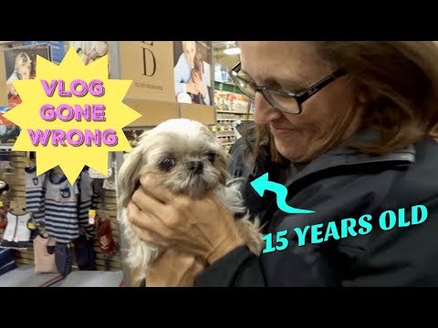 ADOPTING A 15 YEAR OLD DOG FROM PETSMART