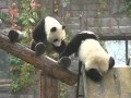 Panda fighting on slide Panda fighting on slide