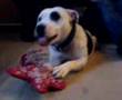 Billy at play