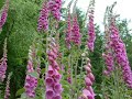 Forest of Dean Foxgloves