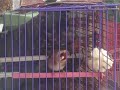 carduelis carduelis x carduelis carduelis 1 carduelis carduelis x carduelis carduelis 1