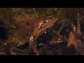 A series of clips from our Wildlife Camera Operator Course using the Photron SA1 high speed camera (supplied by www.slowmo.co.uk). A frog jumping was used in this session to show the capability of the camera. The Photron instructor/operator was Jonathan Jones (www.jipjones.co.uk). To create amazing sequences like this check out our courses at www.wildeye.co.uk.