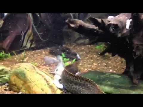 how to care for a freshwater eel