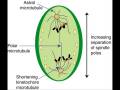 AP Bio extra credit song (Interphase, mitosis, division)
