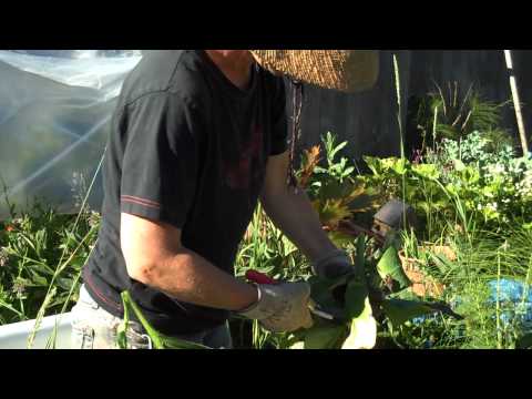 how to fertilize russian sage