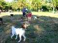 videos de Dogbook Movie: 