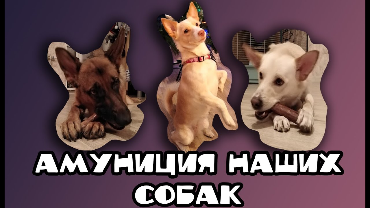 АМУНИЦИЯ НАШИХ СОБАК