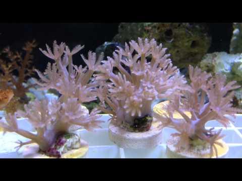 how to care for pulsing xenia