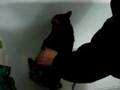 How To Wash A Cat O_O