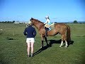 World's biggest pony 1
