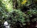 gorilla tracking in a swamp