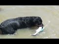 ☠ 2 Dogs Attack Shark - AMAZING - NEW!! (Graphic Content)