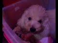oshii boi the toy poodle oshii boi the toy poodle
