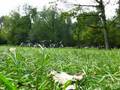 videos de Vondelpark grass