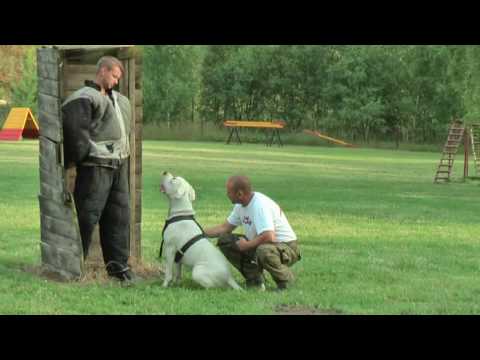 dogo argentino