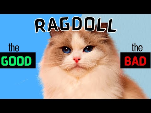 Ragdoll Cat Pros and Cons -  Including Health Issues - Must Watch Before Getting One!