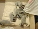 http://www.australiandog.at