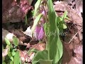 pink lady slippers