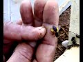 honey bee