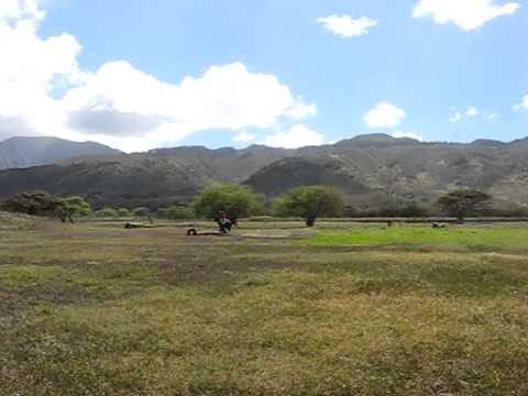 vidarena