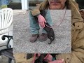 Chien Maya ...