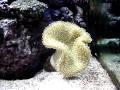 90 Gallon Reef Aquarium Setup pt 1