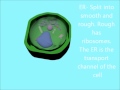 Click here to watch this video Plant Cell Animation