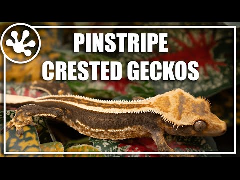YouTube reptile video