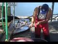 Cleaning Albacore