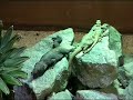 Hagenbeck Aquarium