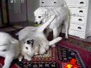 puppies bryza en hajduk 30