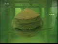 See video See video