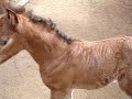 Cavalo novo Cavalo novo