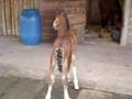 Cavalo novo