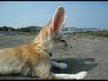 fennec hears the sound while looking doubtful