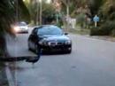 Longboat Key FL Peacock Attack