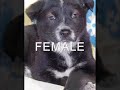 HAVE BEEN ADOPTED Puppies \"ABANDONED\"