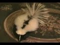 crazy skunk