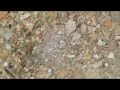 Yellowstone National Park - tiny hot spring