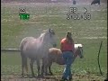 chase horse