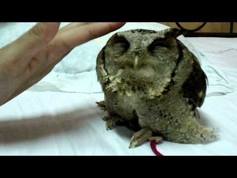 how to take care of a baby owl