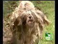 Matted Murray Episode 2 shih tzu lhasa apso rescue