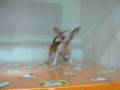 videos de Chihuahua Macho STA REF: 184