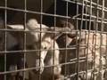 Philippine Dog Investigation