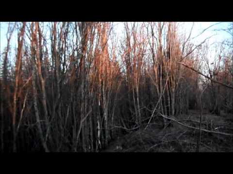 .17 hmr beaver hunting with charlie dog