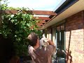 Burmese Cat trusts me Burmese Cat trusts me