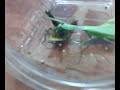 Praying Mantis Whacked Grasshopper